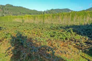 32 Gooseberry Grove, Pauanui