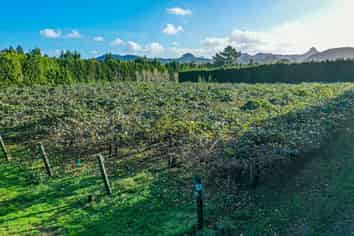 32 Gooseberry Grove, Pauanui