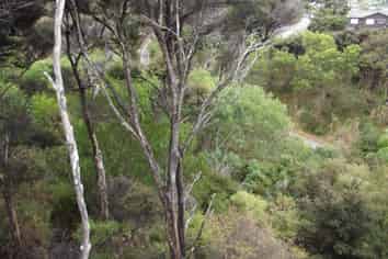 43 Greenview Drive, Mangawhai Heads