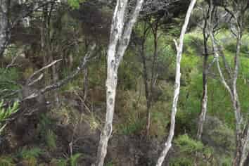 43 Greenview Drive, Mangawhai Heads