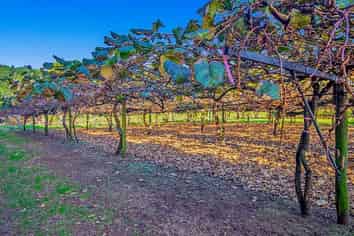 32 Gooseberry Grove, Pauanui