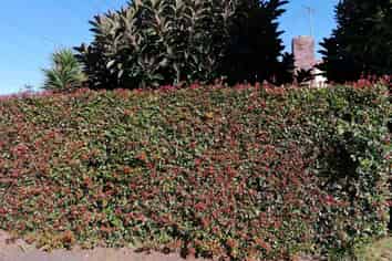 14 Knight Avenue, Mount Albert