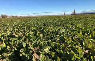 1270 Ida Valley-Omakau Road, 