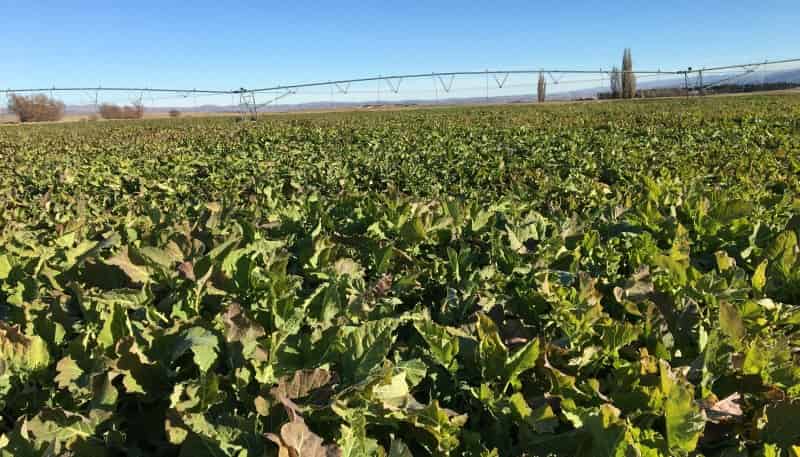 1270 Ida Valley-Omakau Road, 