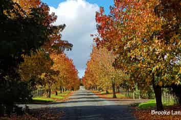 42A Brooke Lane, Mangawhai