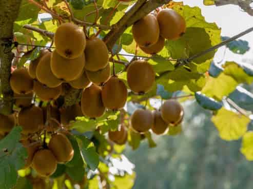 588 Roydon Downs Road, Paengaroa