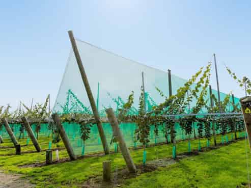 163 Western Drain Road, Edgecumbe