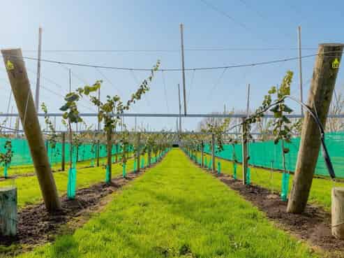 163 Western Drain Road, Edgecumbe