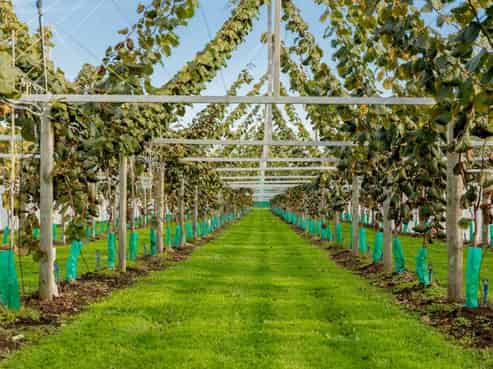 163 Western Drain Road, Edgecumbe