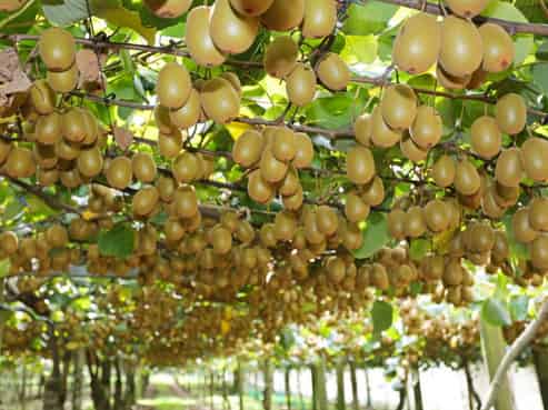 1293 Churchill Road, Pukekawa