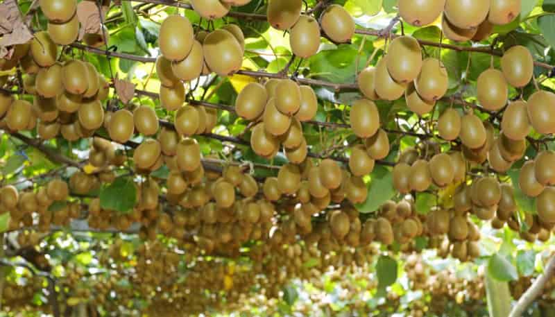 1293 Churchill Road, Pukekawa