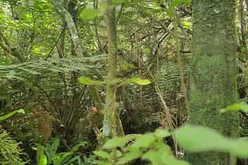 Lot 1 Bower Hill Road, Whataroa