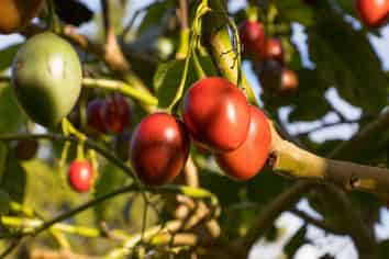 86 Pine Ridge Lane, Katikati