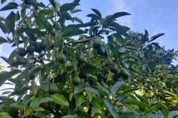 86 Pine Ridge Lane, Katikati