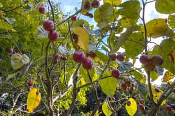 86 Pine Ridge Lane, Katikati