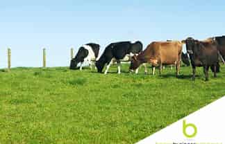 Successful Fencing Business, North Auckland