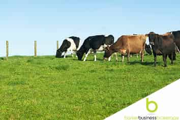 Successful Fencing Business, North Auckland