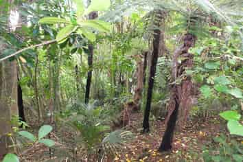 48 Scott Road, Tamaterau