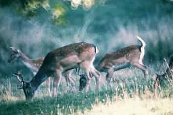 1493 South Head Road, Helensville