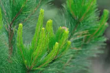 393 Thongcaster Road, Oxford