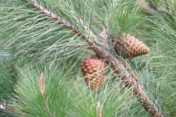 393 Thongcaster Road, Oxford