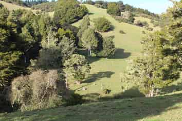 263 Bartlett Road, Whangarei Surrounds