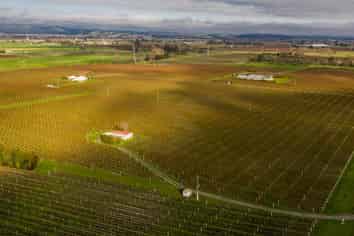  Premium Vineyard Portfolio, Blenheim Central