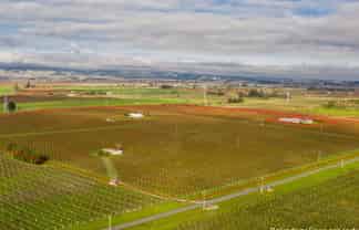  Premium Vineyard Portfolio, Blenheim Central