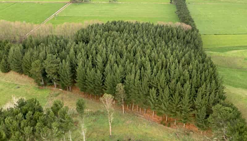 490 Foxton Shannon Road, Foxton