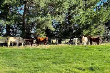224 Wyndham Letterbox Road, Wyndham Surrounds