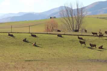 89 Mount Michael Road, Fairlie