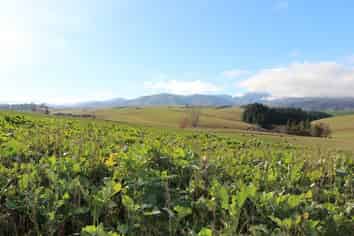 89 Mount Michael Road, Fairlie