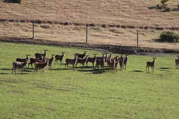 89 Mount Michael Road, Fairlie