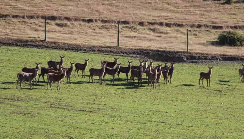 89 Mount Michael Road, Fairlie
