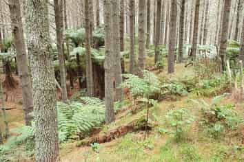 747C No 4 Road, Te Puke