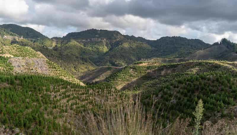  Rangitatau East Road, Paparangi