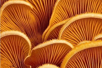 Auckland - Address withheld